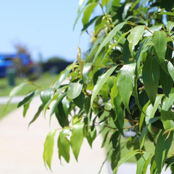 Street tree planted in Maitland