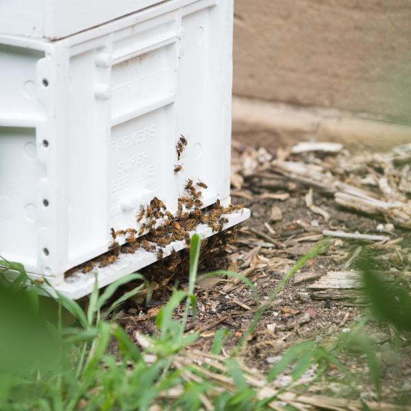 Bees at Maitland Gaol