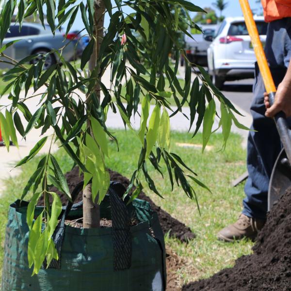 Council staff planting a street tree