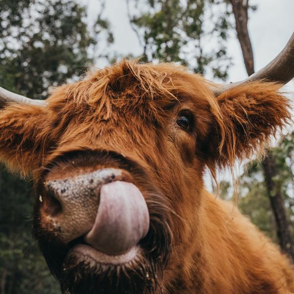 Highland cow