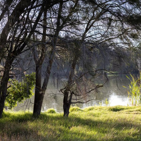 Telarah Lagoon