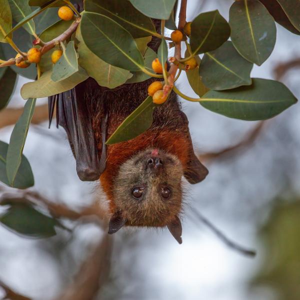 Flying fox hanging upside down in a tree