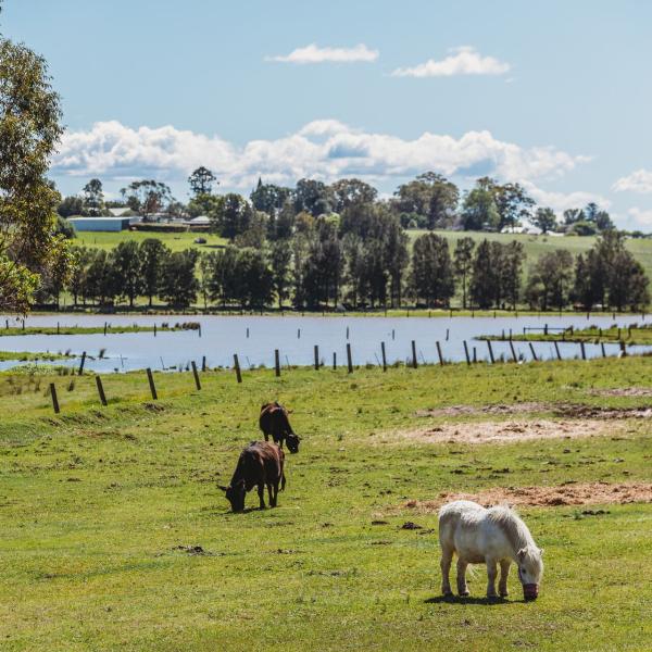 A photo of horses in a paddock next to floodwaters