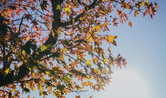 Autumn leaves on a tree