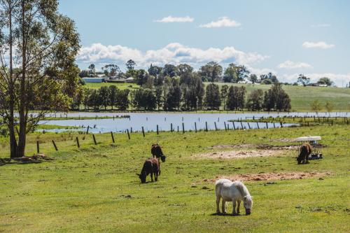 A photo of horses in a paddock next to floodwaters