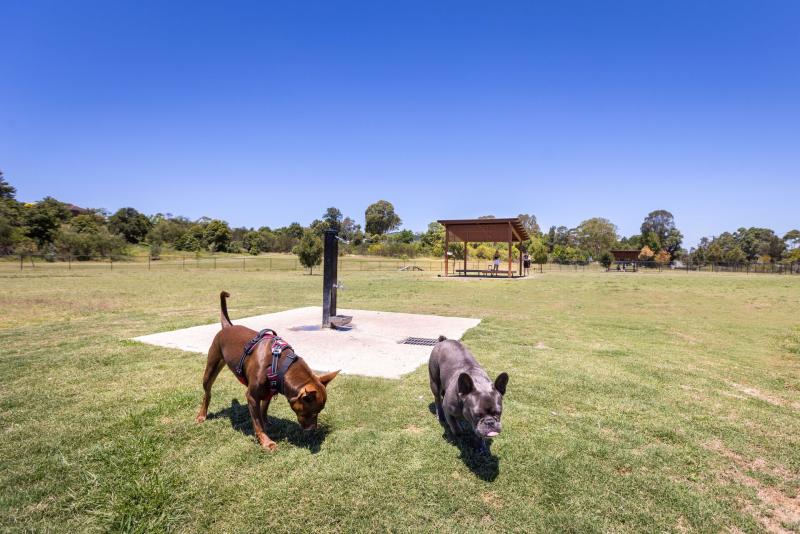 Dogs off leash at Bakers Brickyard