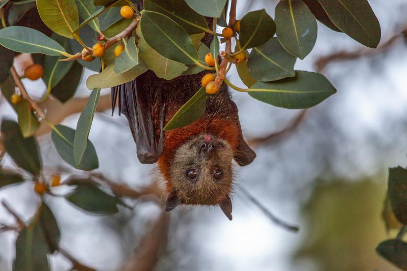 Flying fox hanging upside down in a tree