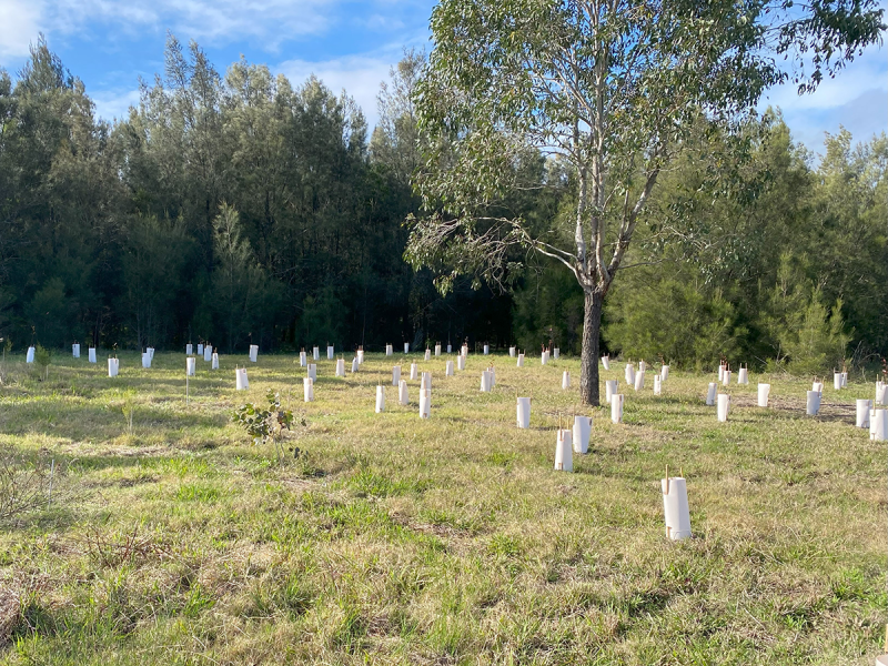 New seedlings planted at Somerset Sports Field, Thornton planting event