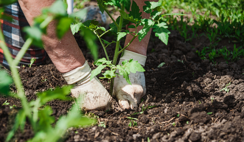 Hands planting seedling into ground