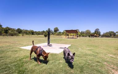 Dogs off leash at Bakers Brickyard