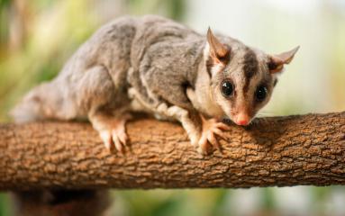 ESS sugar glider