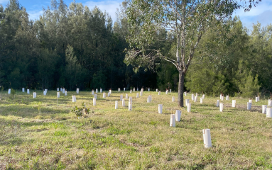 New seedlings planted at Somerset Sports Field, Thornton planting event