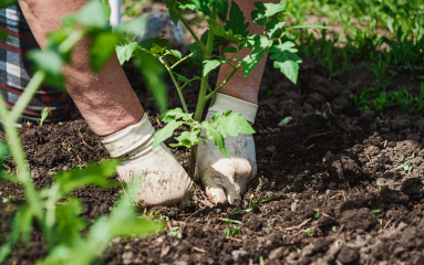 Hands planting seedling into ground