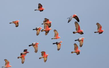 A flock of galahs in the sky.