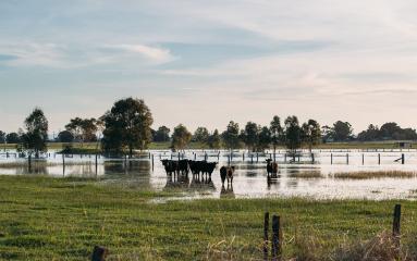 Cattle in a flooded paddock