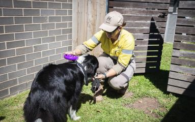 A Maitland City Council Ranger checks a pet microchip