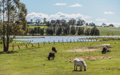 A photo of horses in a paddock next to floodwaters