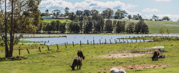 A photo of horses in a paddock next to floodwaters