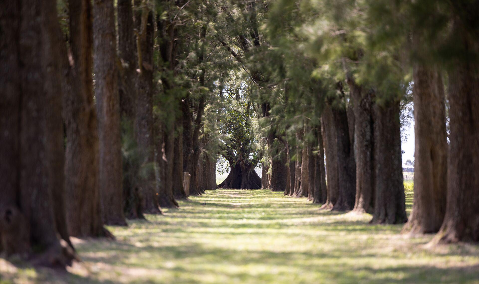 Avenue of Trees