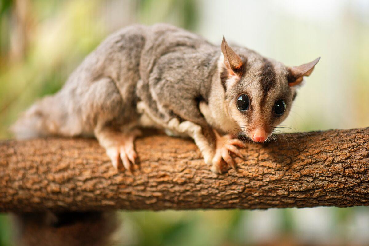 Glider sitting on tree