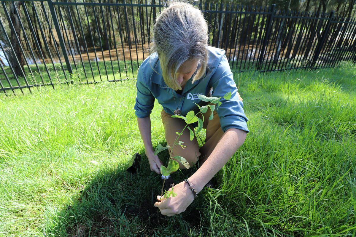 Woman planting tree