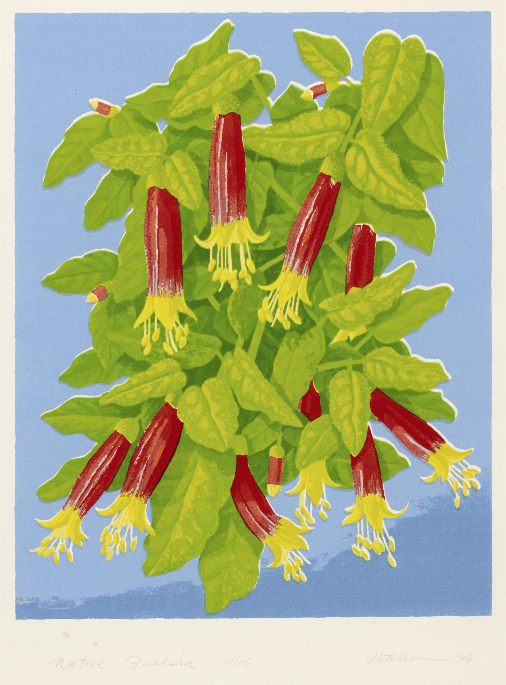 Native fuchsia - Correa reflexa